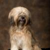 Tibetan Terrier