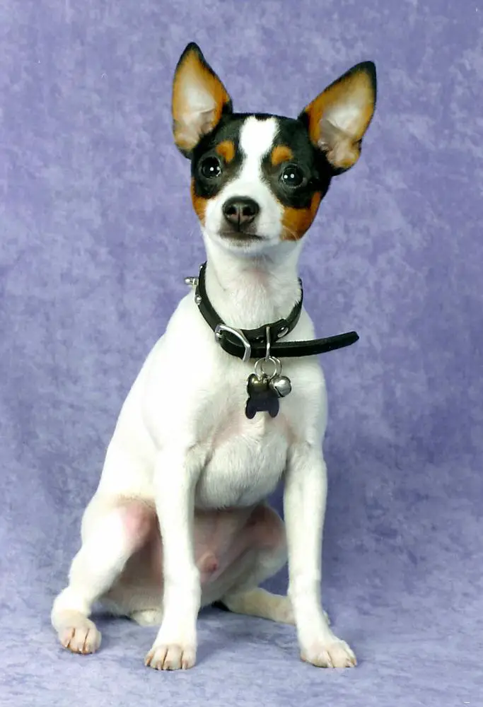 Toy Fox Terrier