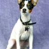 Toy Fox Terrier