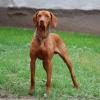 Vizsla