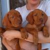 SugarVizsla pups