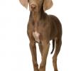 Weimaraner