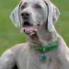 Weimaraner