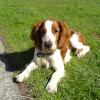 Welsh Springer Spaniel