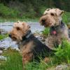 Welsh Terrier