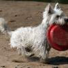 West Highland White Terrier