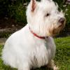 West Highland White Terrier