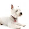 West Highland White Terrier