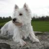 West Highland White Terrier