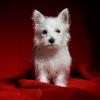 West Highland White Terrier