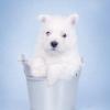 West Highland White Terrier