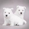 West Highland White Terrier