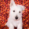 West Highland White Terrier