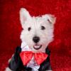 West Highland White Terrier