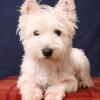 West Highland White Terrier