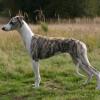 Whippet