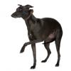 Whippet