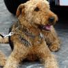 Wire Fox Terrier