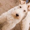 Wire Fox Terrier