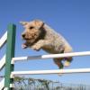 Wire Fox Terrier