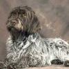 Wirehaired Pointing Griffon