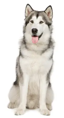 Alaskan Malamute