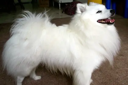 American Eskimo Dog (Miniature)