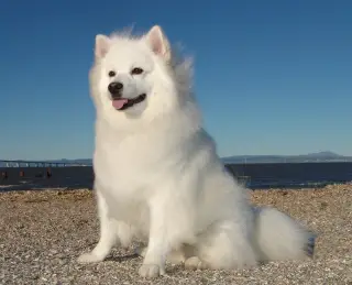 American Eskimo Dog (Standard)