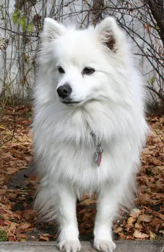 American Eskimo Dog (Toy)