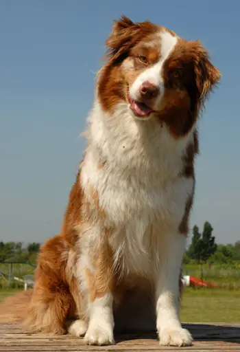 Australian Shepherd