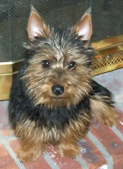 Australian Terrier