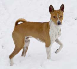 Basenji