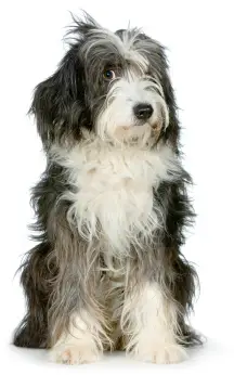 Bearded Collie