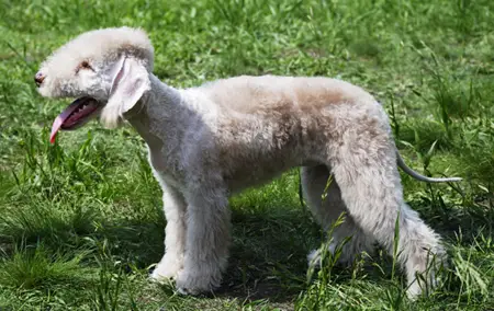 Bedlington Terrier