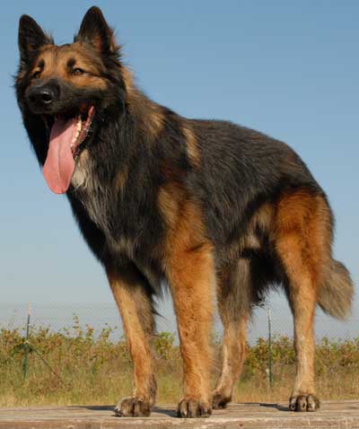 Belgian Tervuren