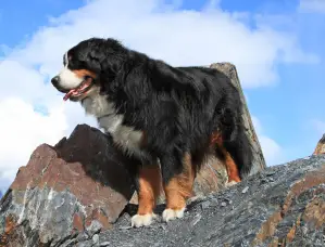 Bernese Mountain Dog