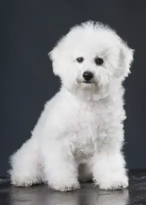 Bichon Frise