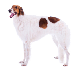 Borzoi