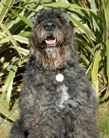 Bouvier des Flandres