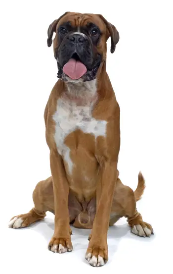 Boxer
