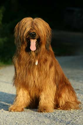 Briard