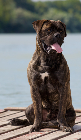 Bullmastiff