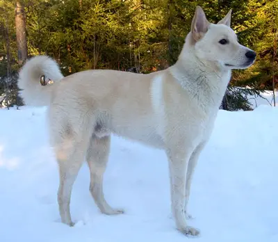 Canaan Dog