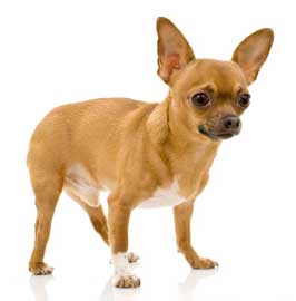 Chihuahua (Smooth coat)