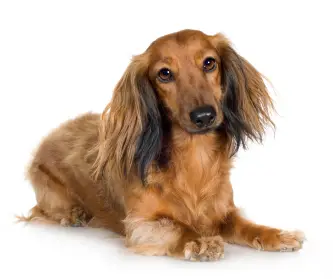 Dachshund (Longhaired)