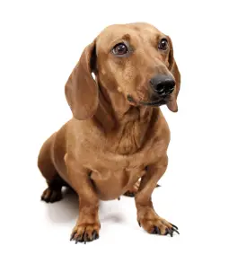 Dachshund (Smooth)