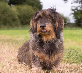 Dachshund (Wirehaired)