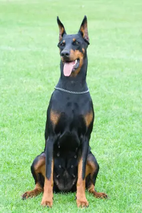 Doberman Pinscher