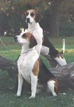 English Foxhound