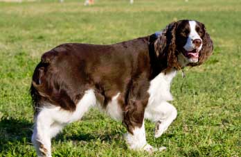 English Springer Spaniel